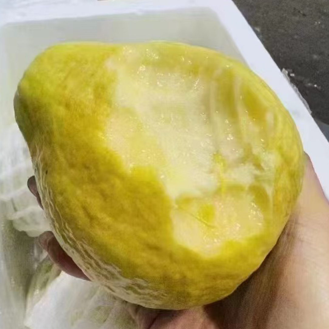 鲜果维奶油芭乐净2.3-3斤
