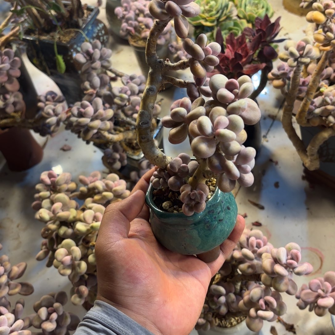 大***山26号老庄多肉植物