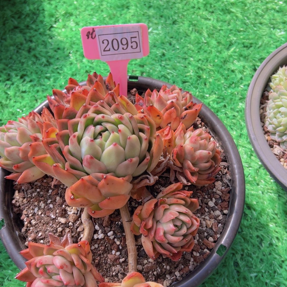 胖****猫2095一物一拍