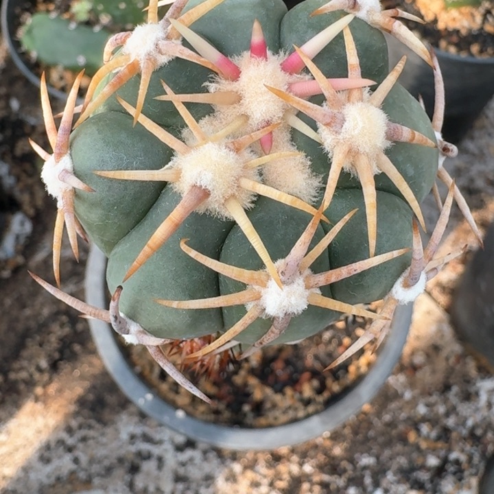 用****9仙人球仙人球仙人球