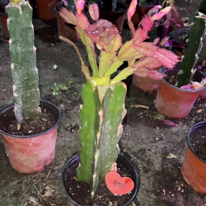 狂***鱼当前无花栽培后可以开花太阳1106