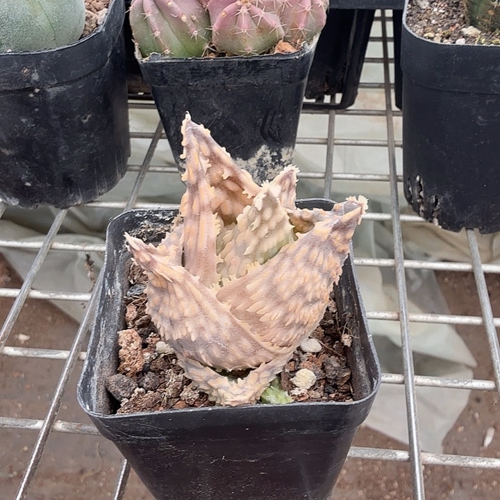 芦荟单头球5仙人球