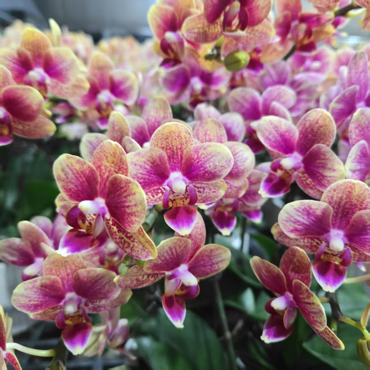 成功优选【金蝶】蝴蝶兰精致花卉盆栽四季植物