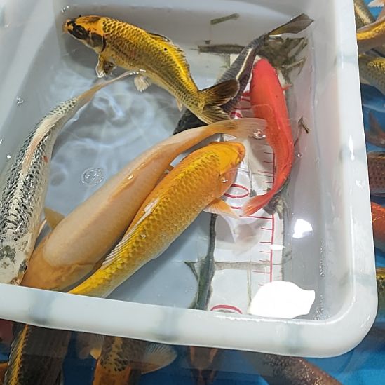 海水鱼锦鲤冷水鱼好养活