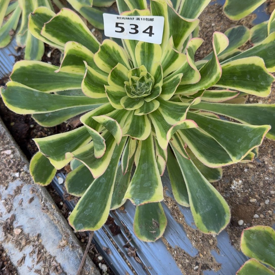 月***荷534白兰地到秋天。多肉植物