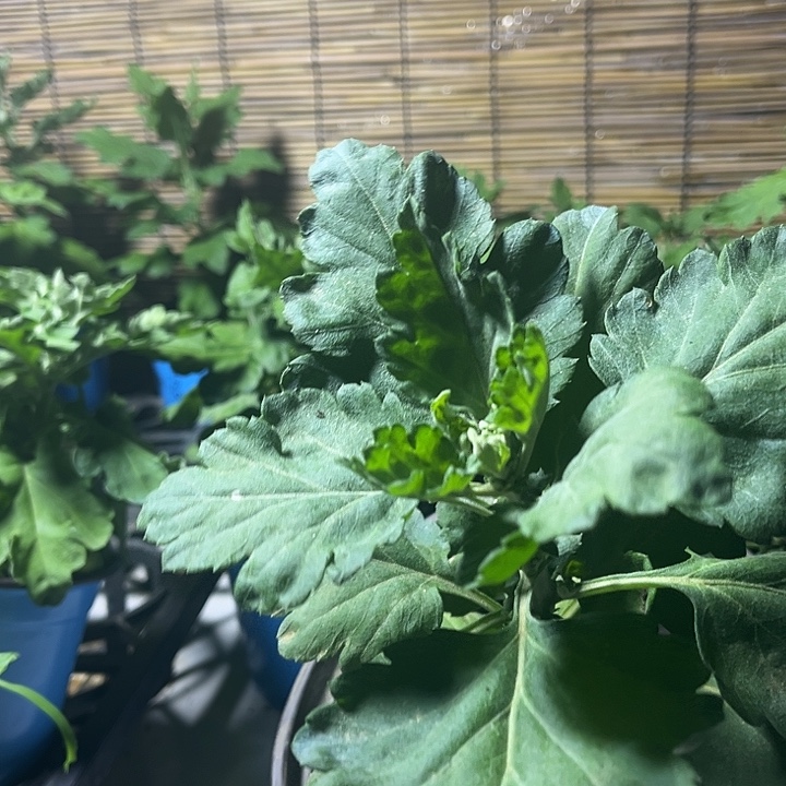 当前无花朵，栽培后可花朵初樱