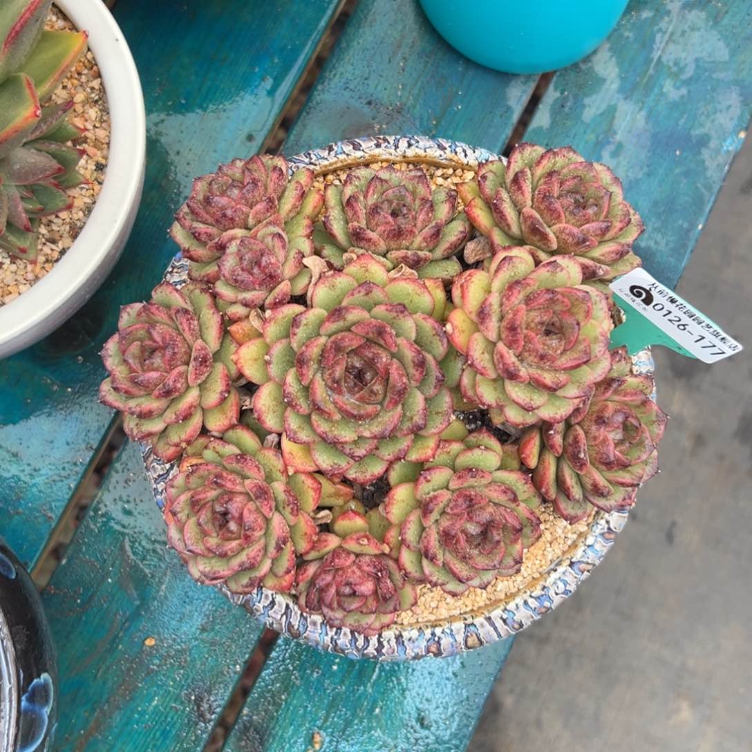 多肉一物一拍编号0126-177