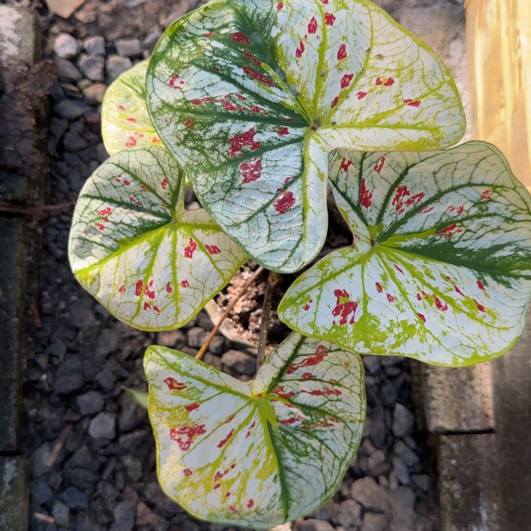 完全开放泰彩三轮