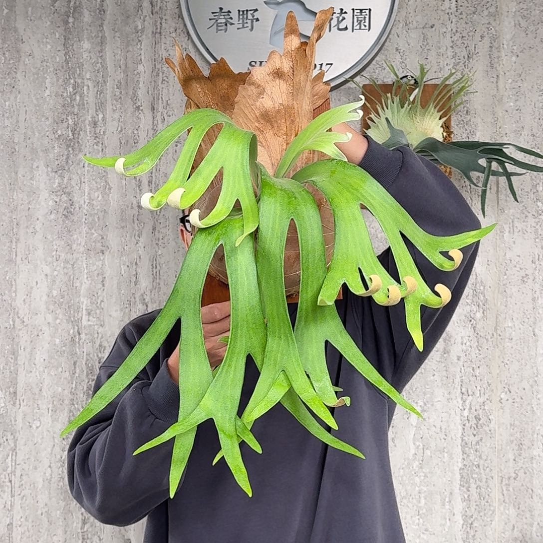 完全开放卷卷鹿鹿角蕨春野花园