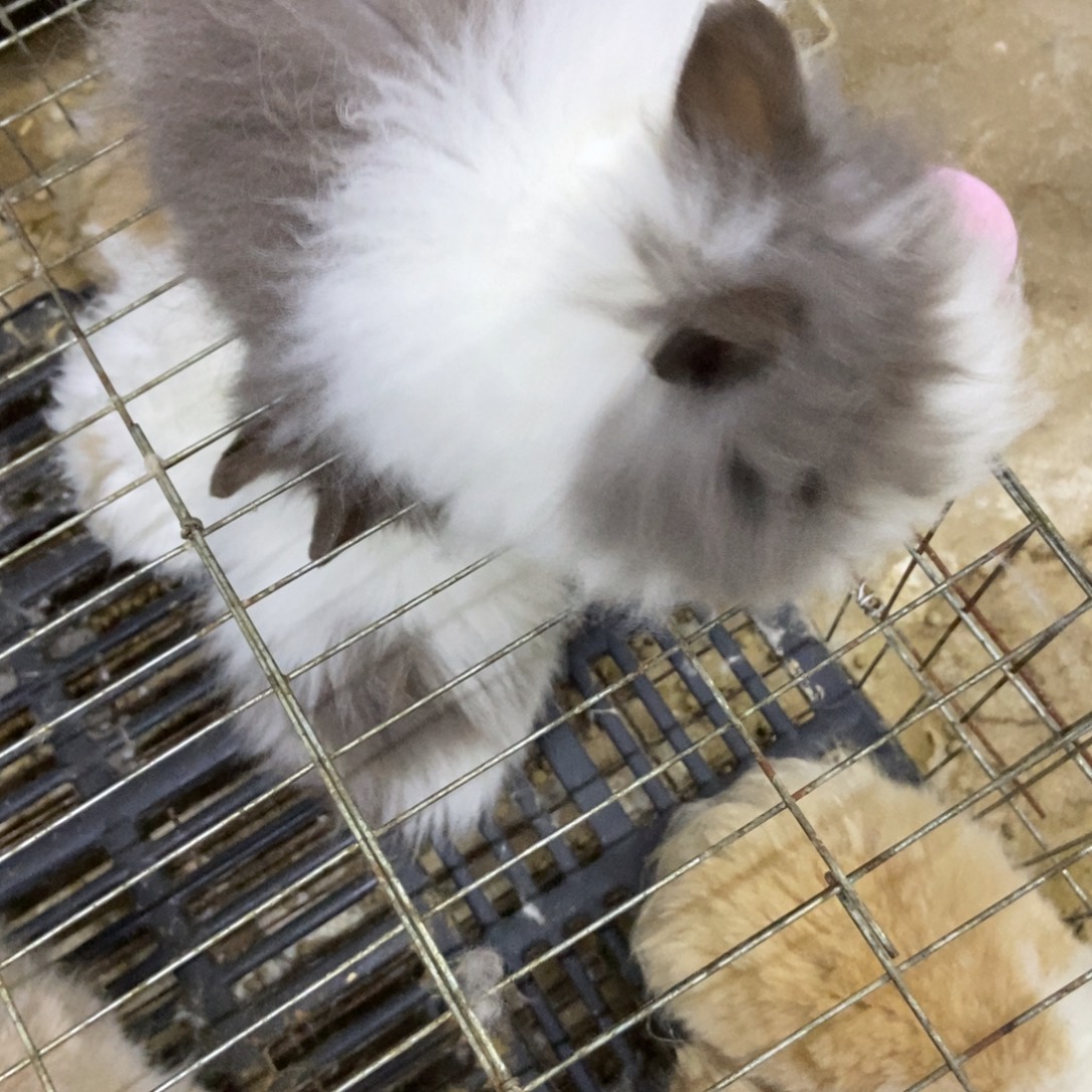 宠物兔子活体猫猫兔猫猫兔宠物兔子活体