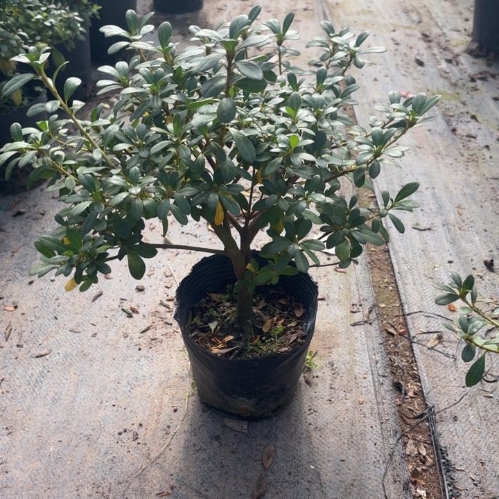 完全开放若惠比须