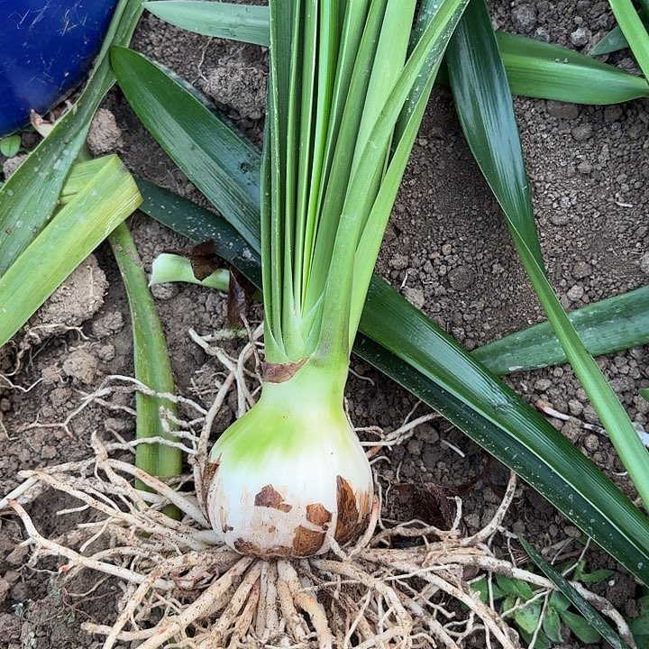 紫***仙无花朵安吉拉包对版6314