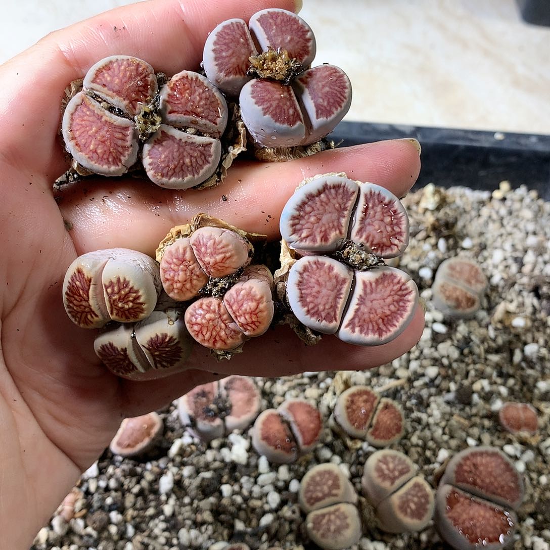 西**记A398多肉植物保护研究所