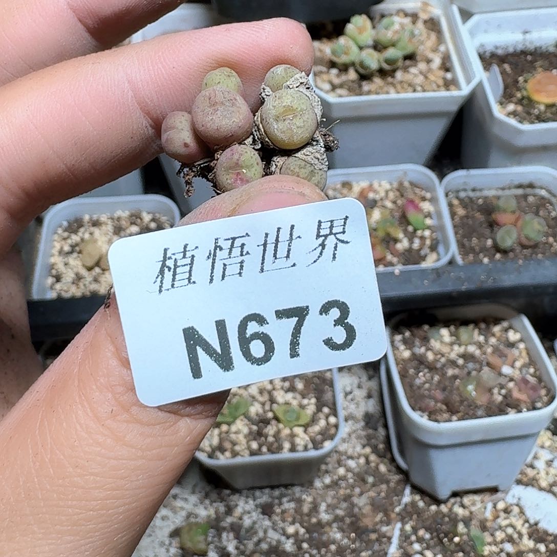 673号多肉植物d f g