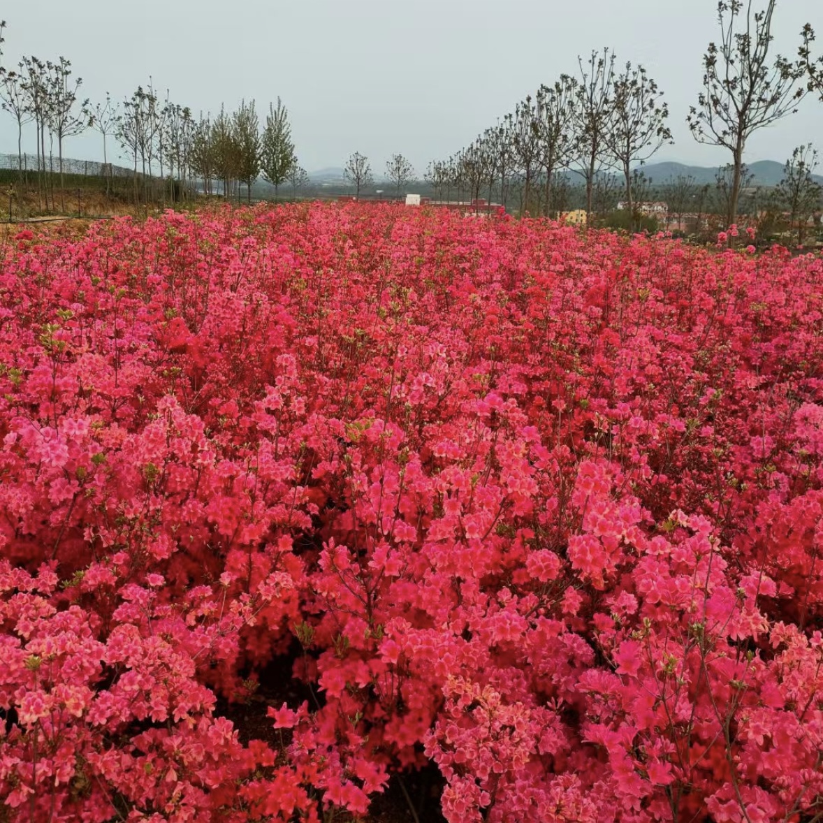 映山红杜鹃——【一物一拍】