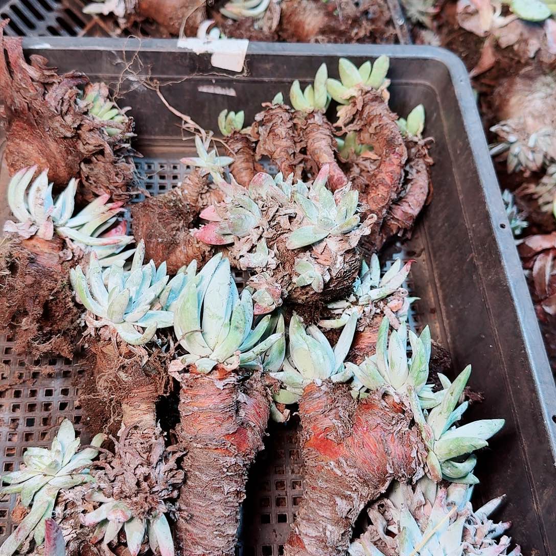 9172瑕疵框拍不售后