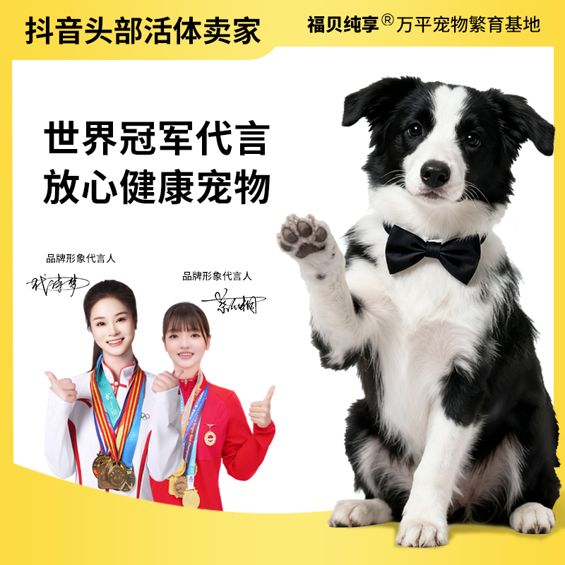 【兰兰甄选边牧】边牧幼崽幼犬边牧宠物