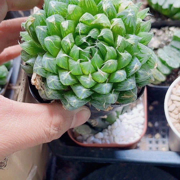 玉露特价处理系列