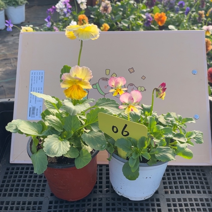 当前无花朵，栽培后可花朵角堇06无售后