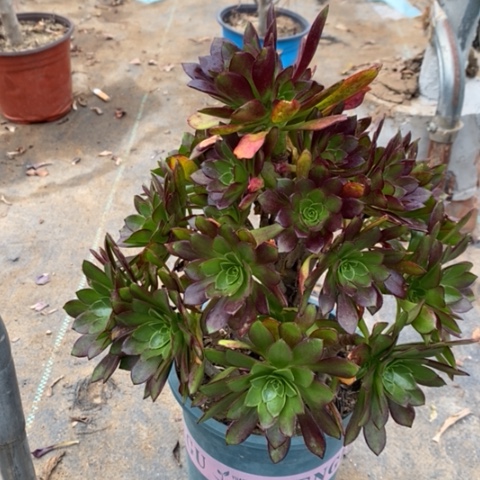 黑法多肉植物007