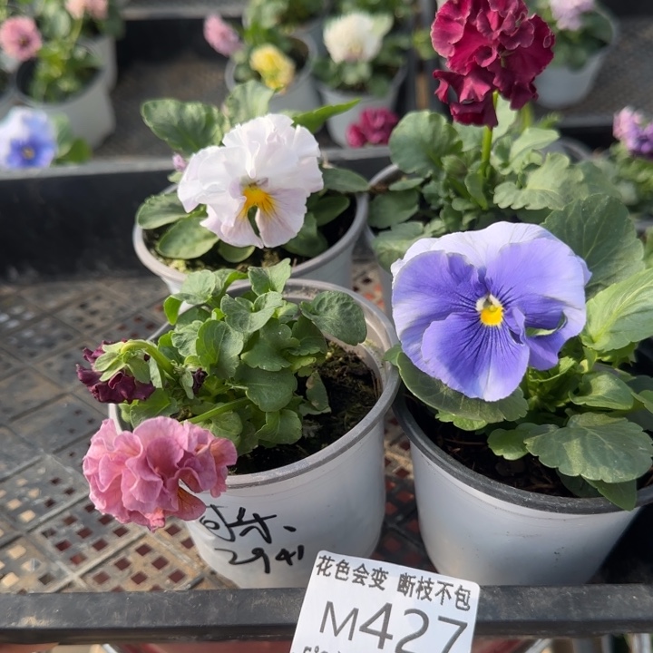 耧***菜无花朵M427四个角堇小苗一物一拍默认苗晃