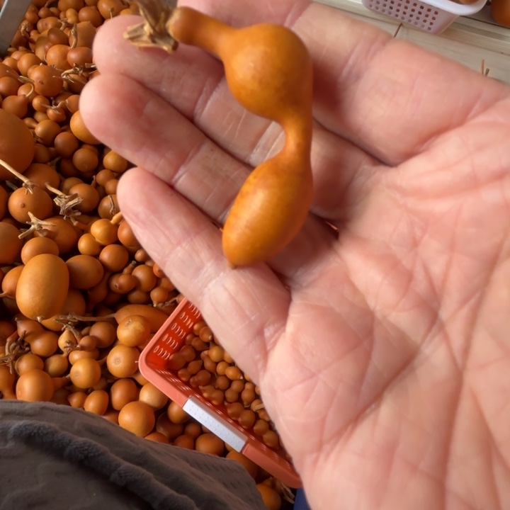 诺晕，诺诺的，诺诺的一把弓被蚂蚁