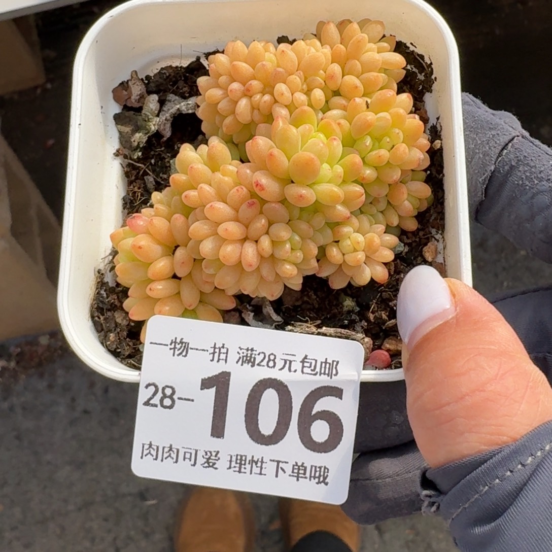 香格拉缀无盆土发货无盆土发货无