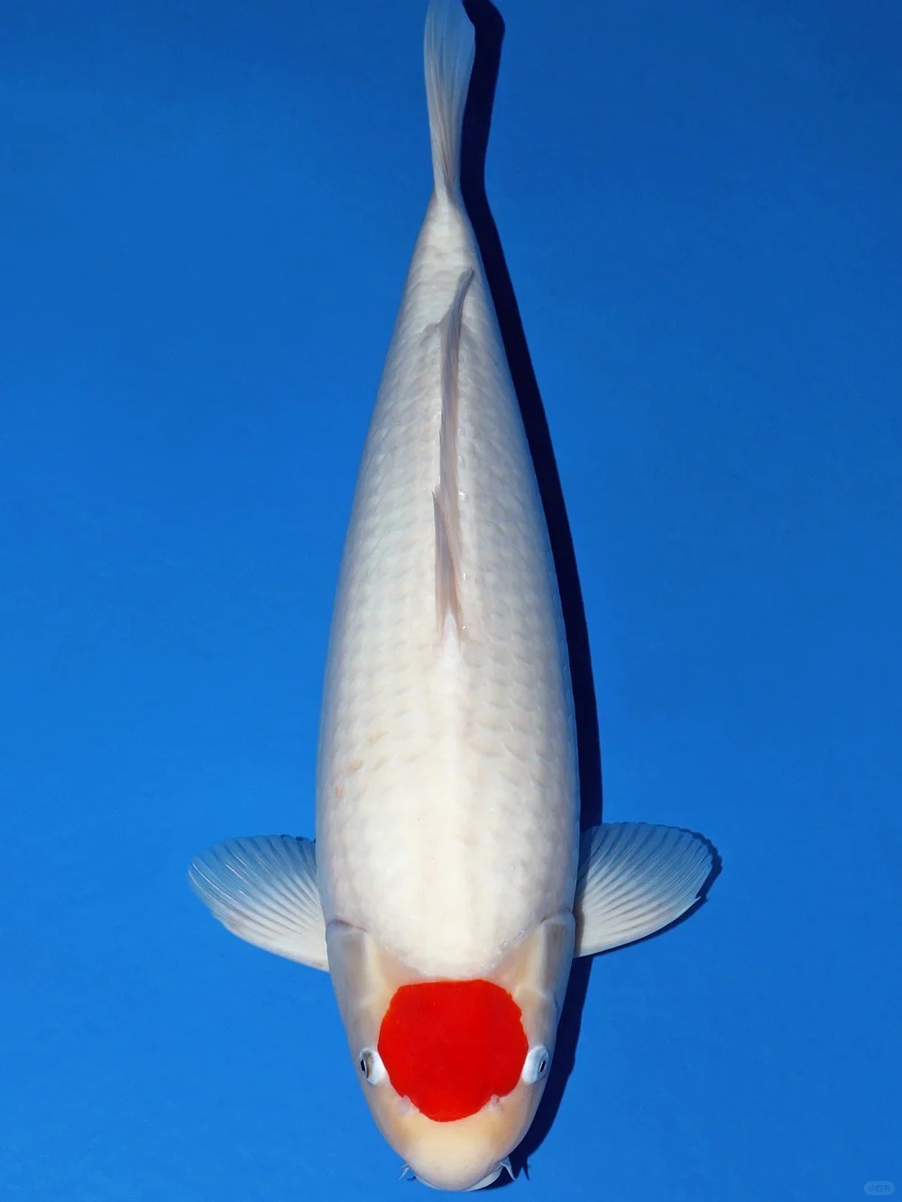 丹顶锦鲤观赏鱼【顺丰包邮包活收到货请录完整开箱视频作为凭证】