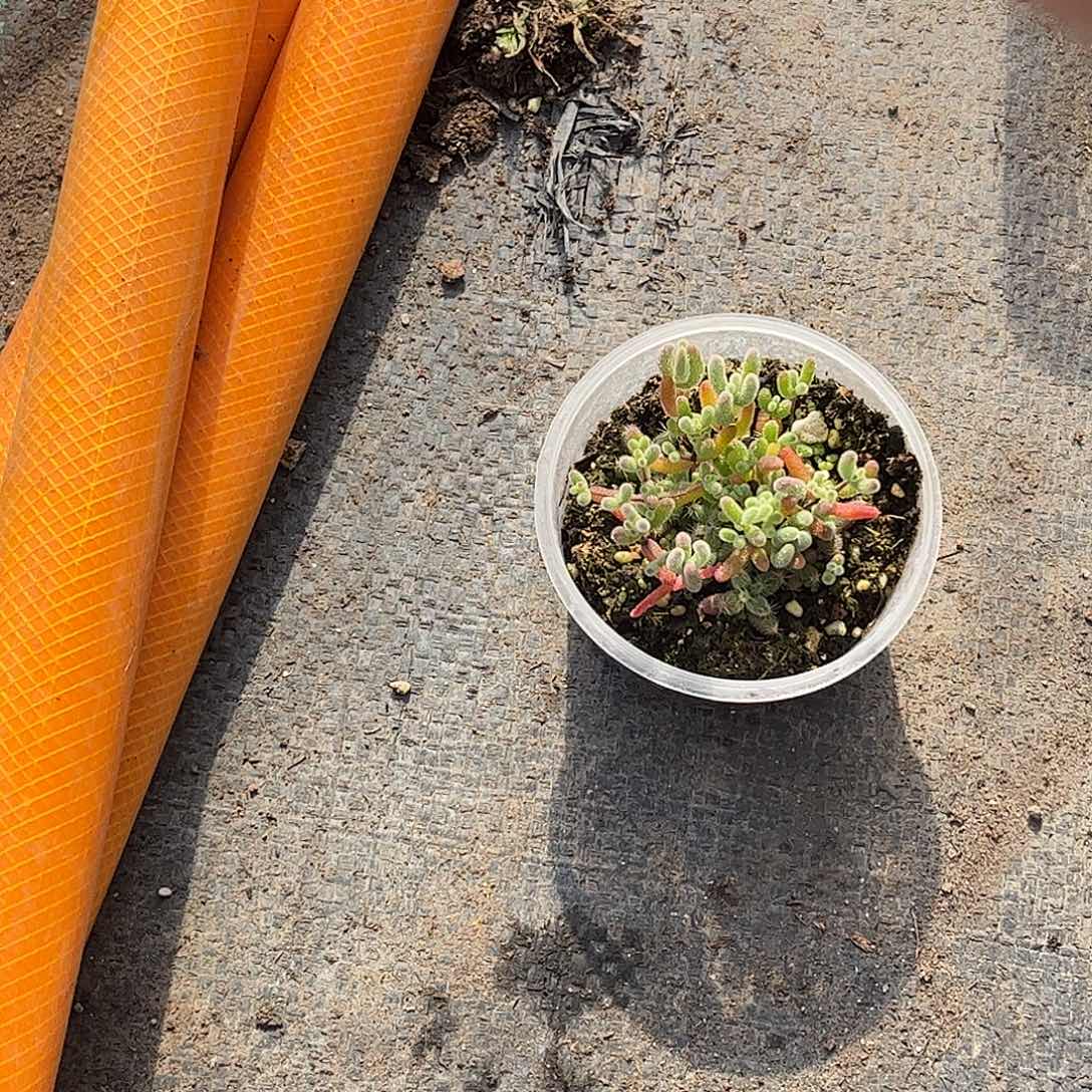 ⋆****混播切糕优选枝干