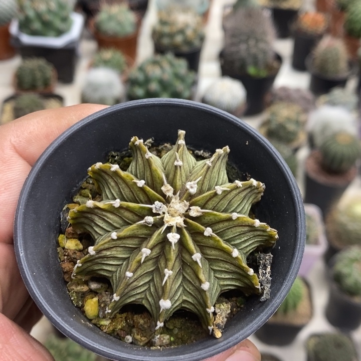 祖****实生肋骨特价福利