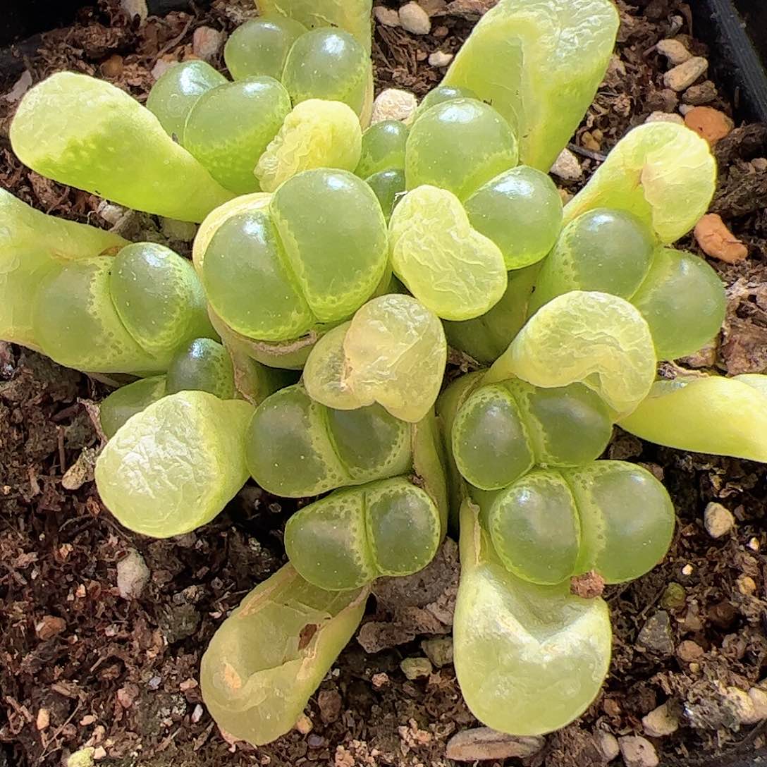 【闪购商品】294 泡泡风铃