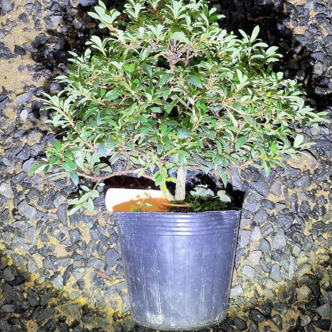 无花朵进口皋月杜鹃
