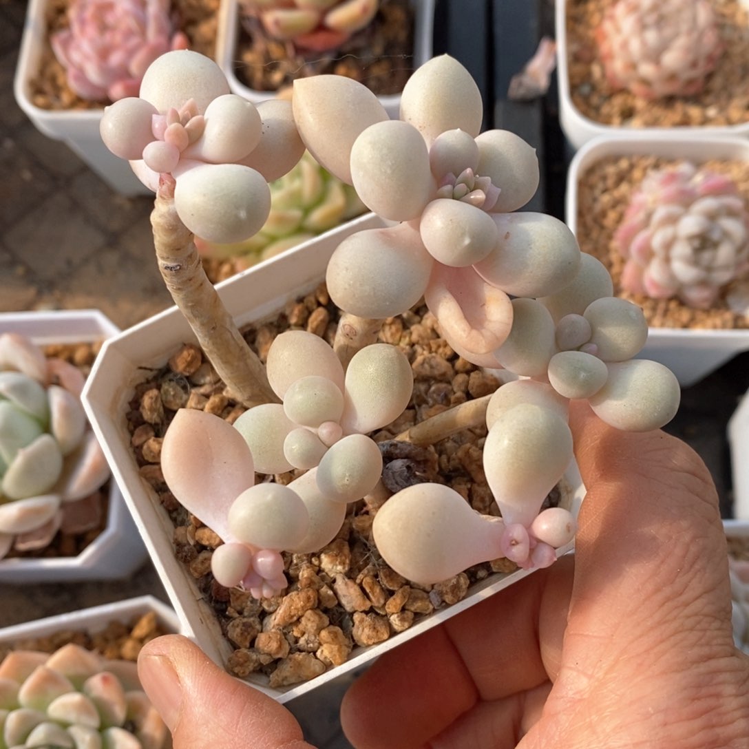 精品多肉一物一拍不包整44