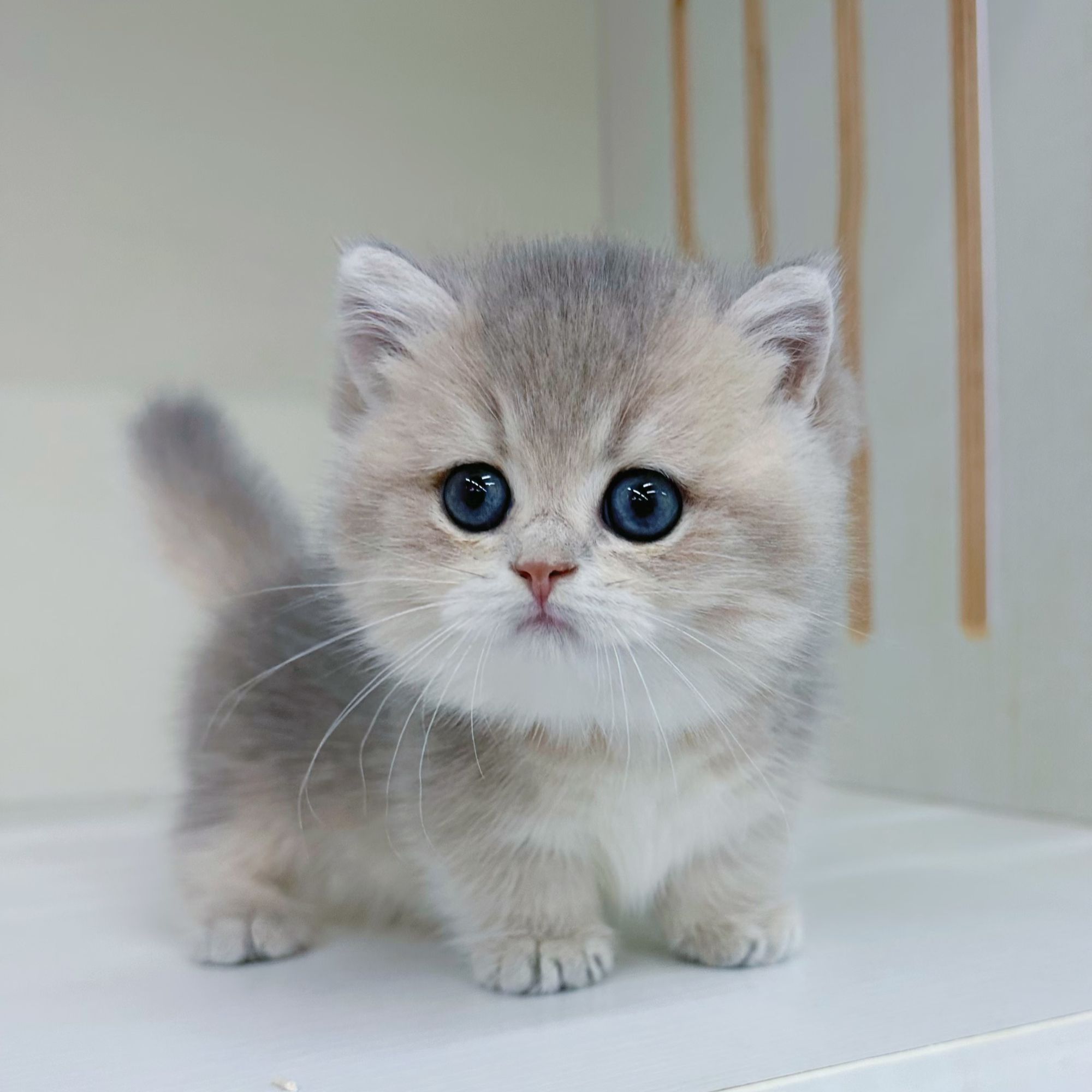 （瑾兮家的猫）宠物猫活体