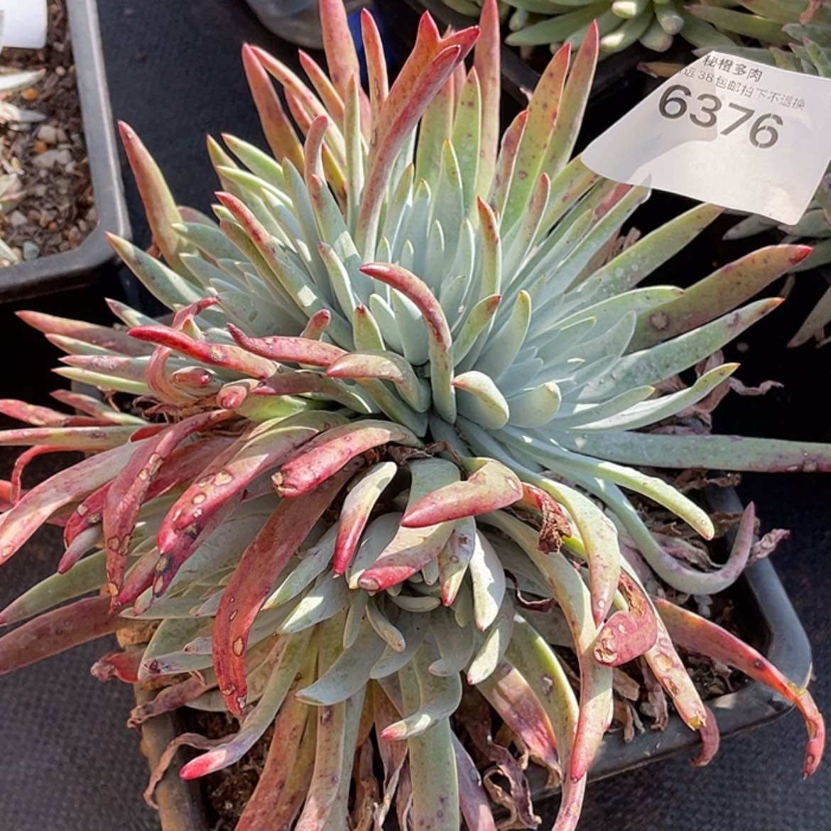 【闪购商品】海瑟海瑟