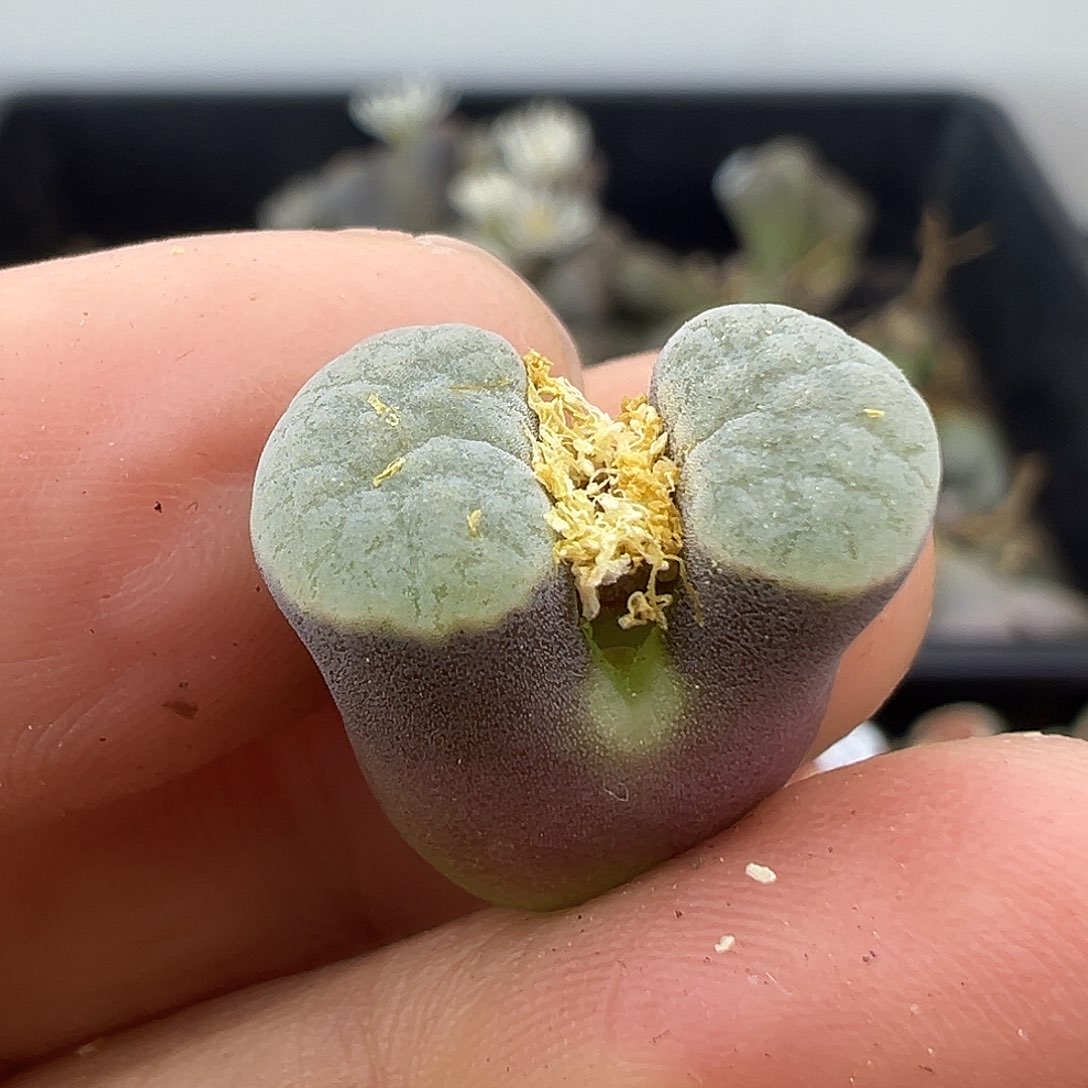 3198园艺优选雪花磁铁福利清