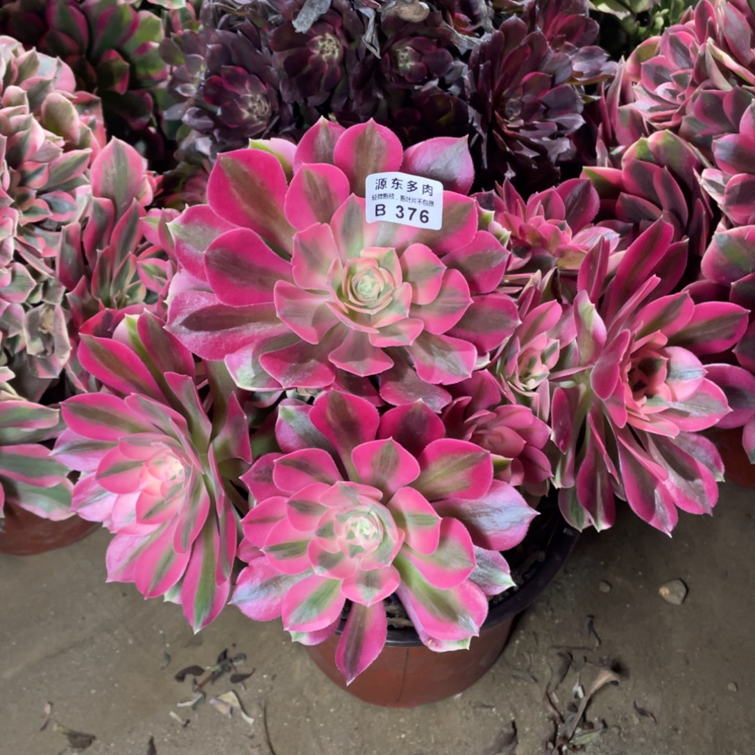 376粉女巫多肉法师断枝不包