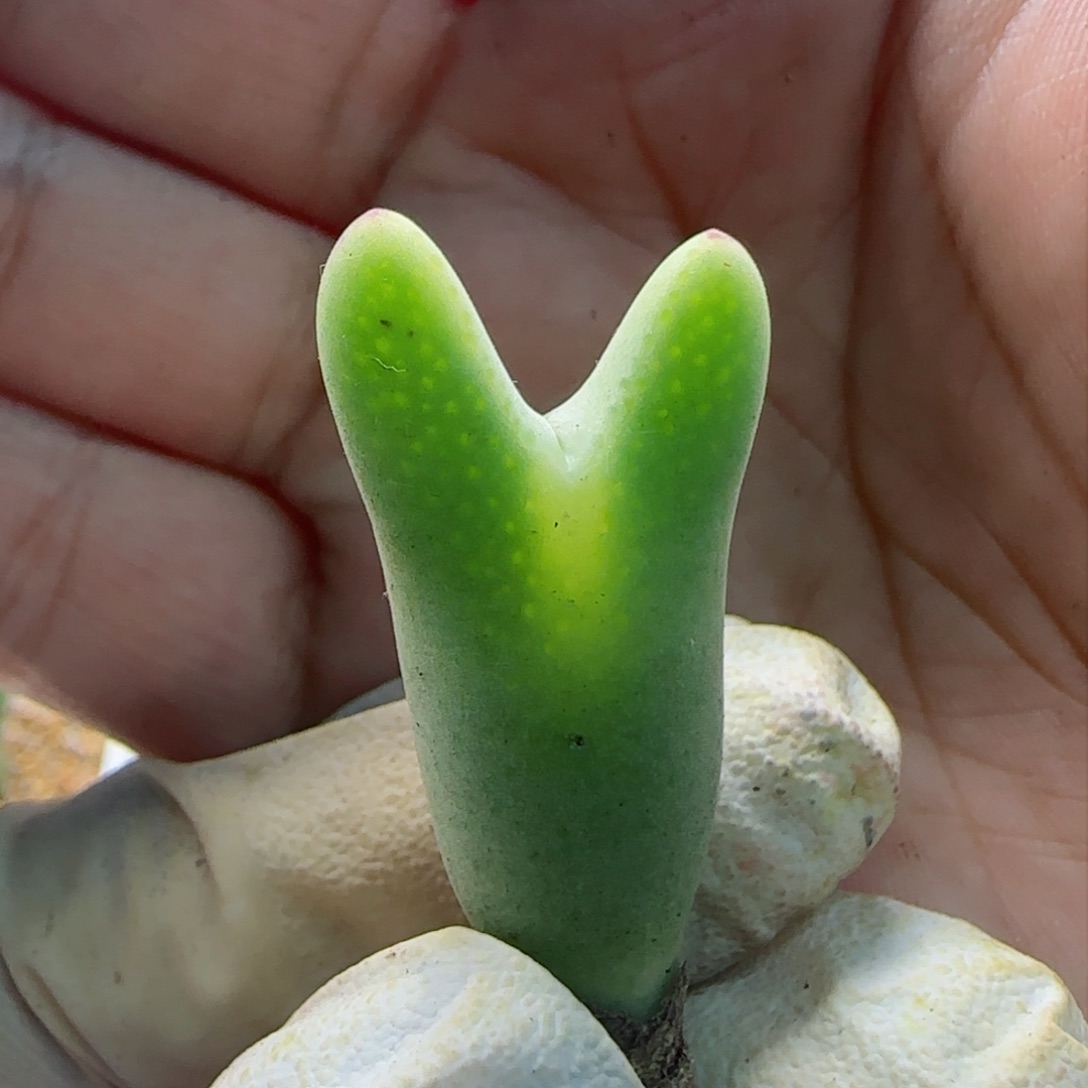 2-16-116上新超美毛皮卡丘多肉