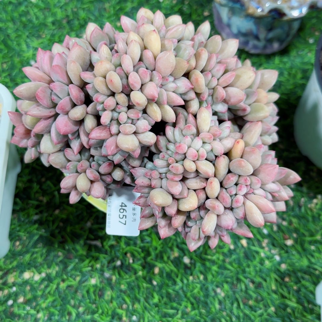 桃花源缀化，4657多肉