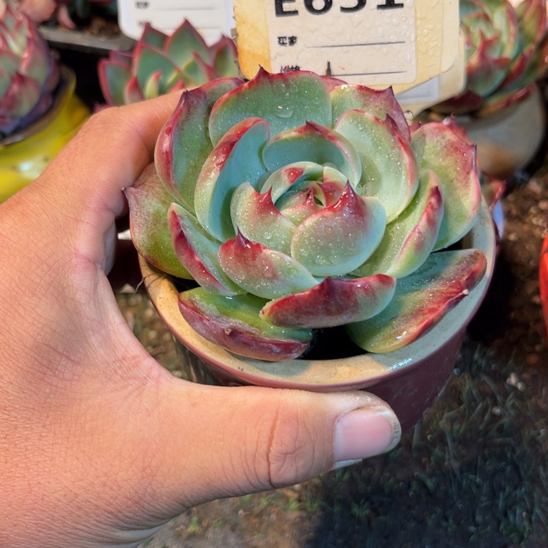 惊鸿一瞥631号多肉