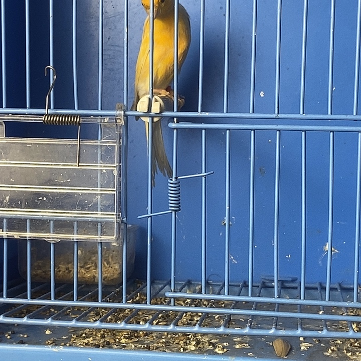 文鸟红环无色红弯月公