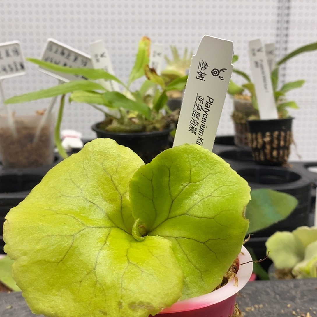 无花朵亚皇鹿角蕨