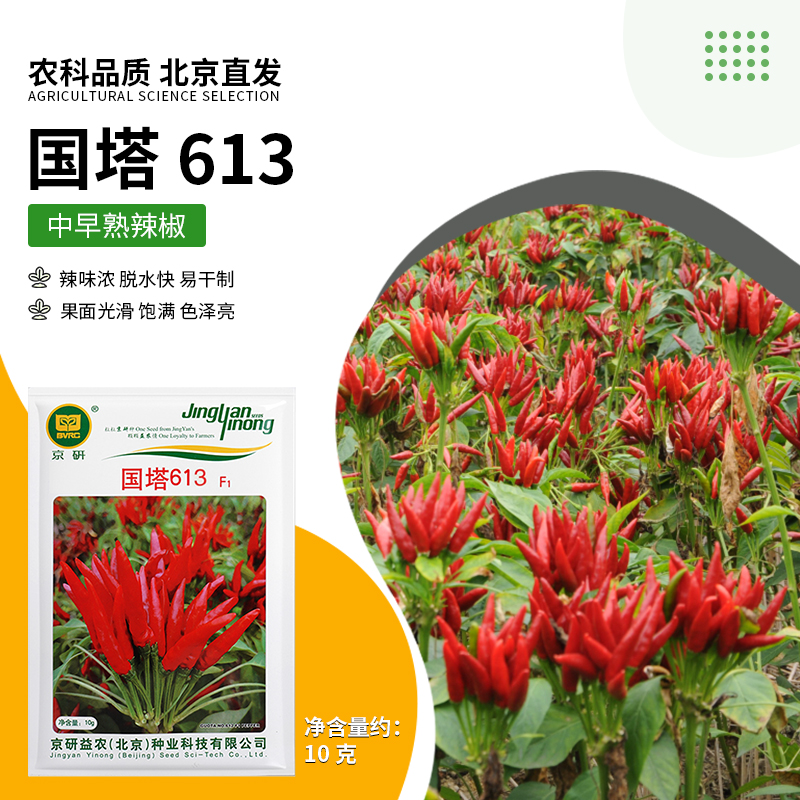 【农科院】朝天椒种子蔬菜种子簇生朝天椒种子双11