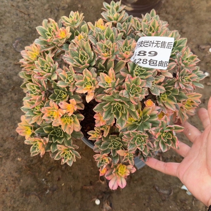 689二号棚甜茶不包断肢A