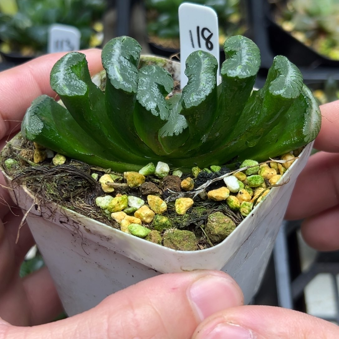 118福娘玉扇一物一拍