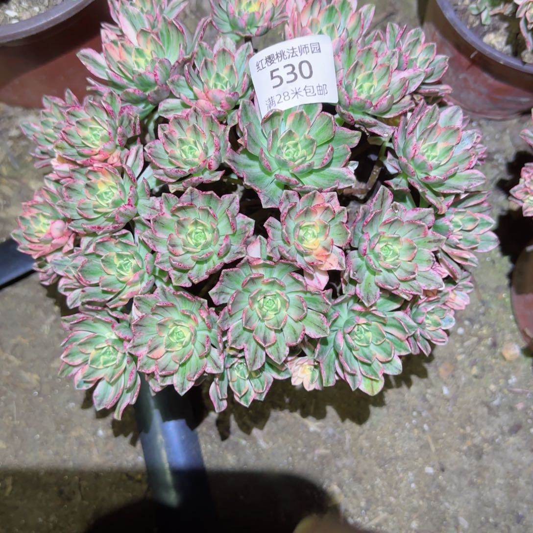 天茶法师多肉530