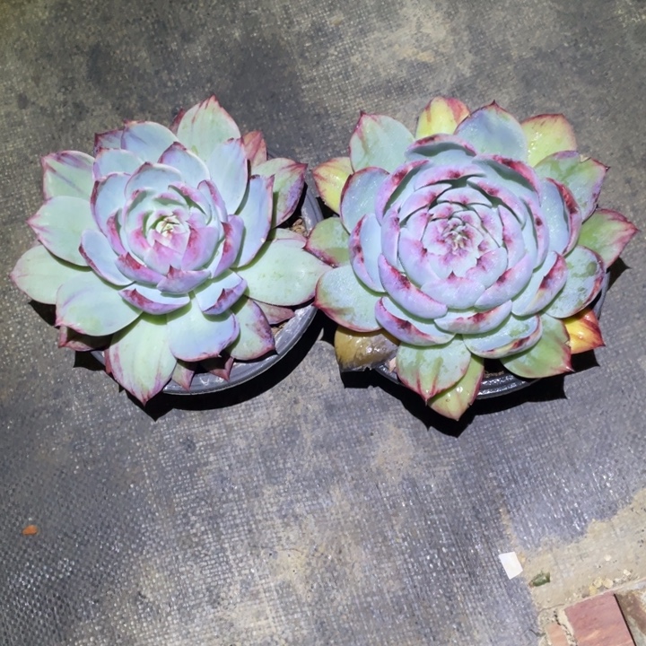 心***琴惊鸿仙子两颗一物一拍