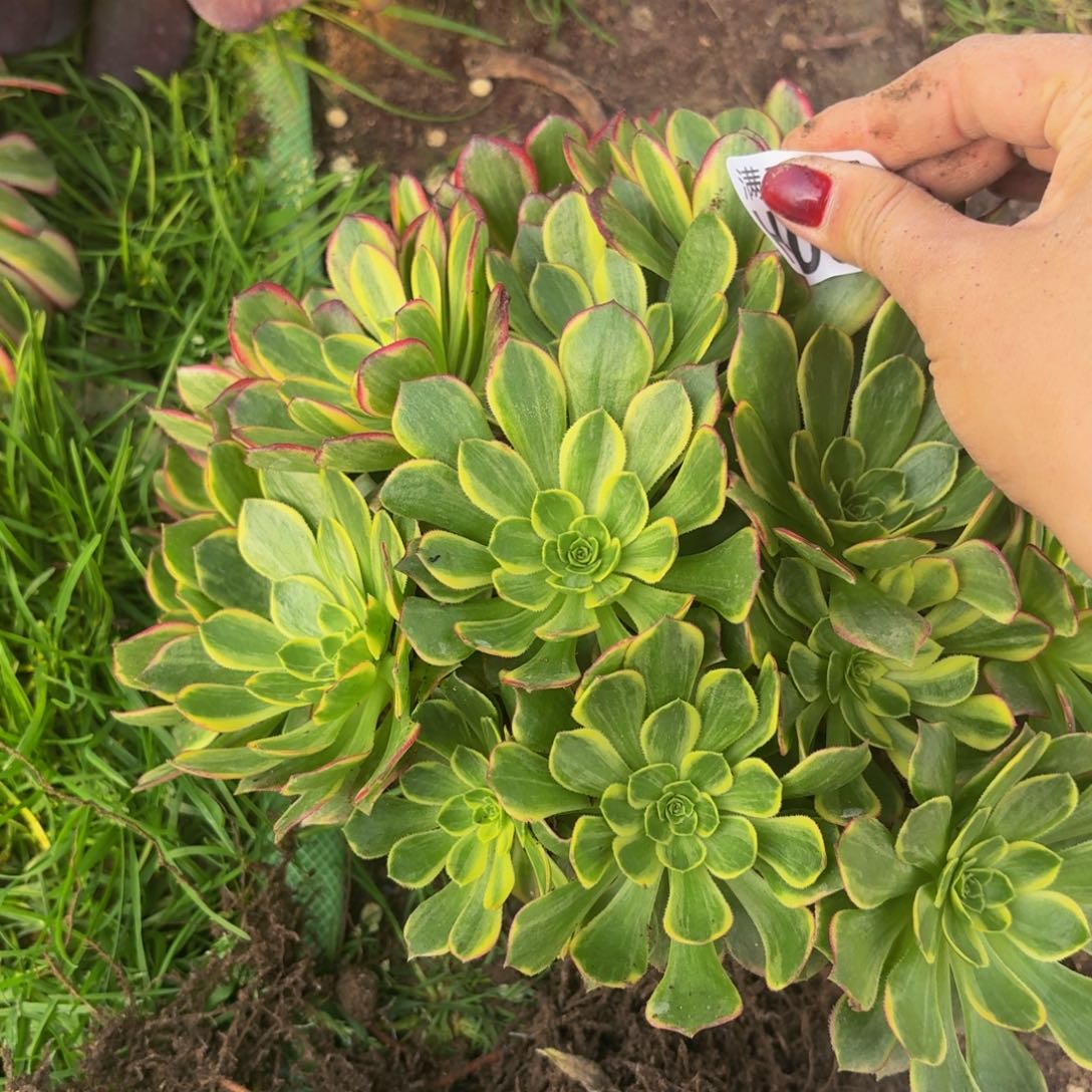 58多肉植物捧花的