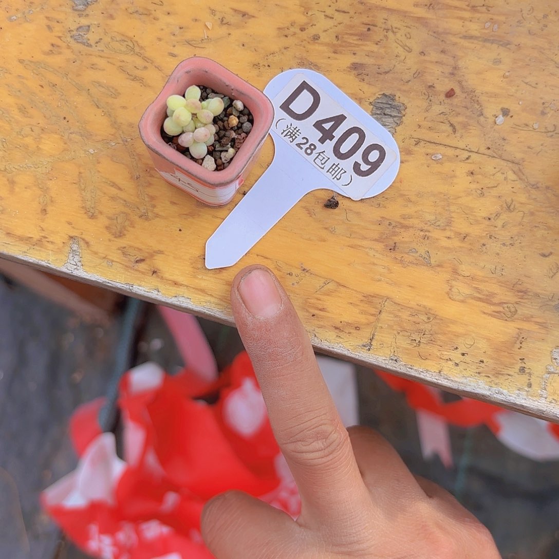 千***动D409奶酪一物一拍