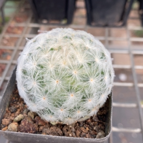 白星单头4仙人球